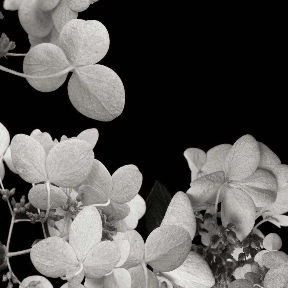 Flower Cluster 1 art print by Jim Christensen for $57.95 CAD