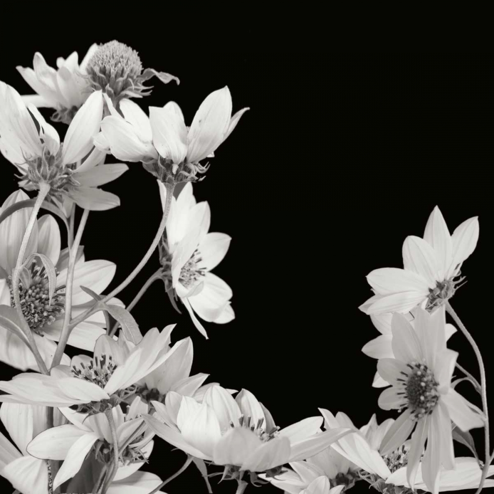Flower Cluster 2 art print by Jim Christensen for $57.95 CAD