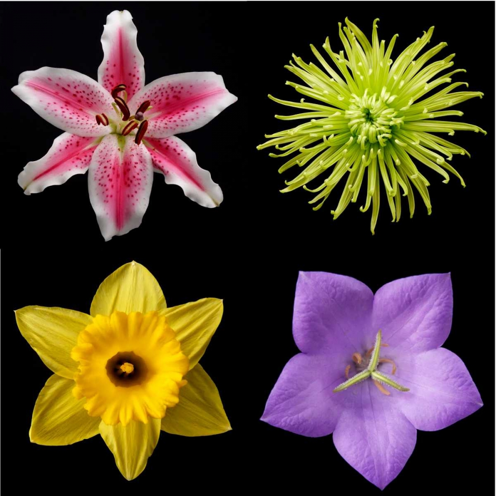 Flower Group 1 art print by Jim Christensen for $57.95 CAD