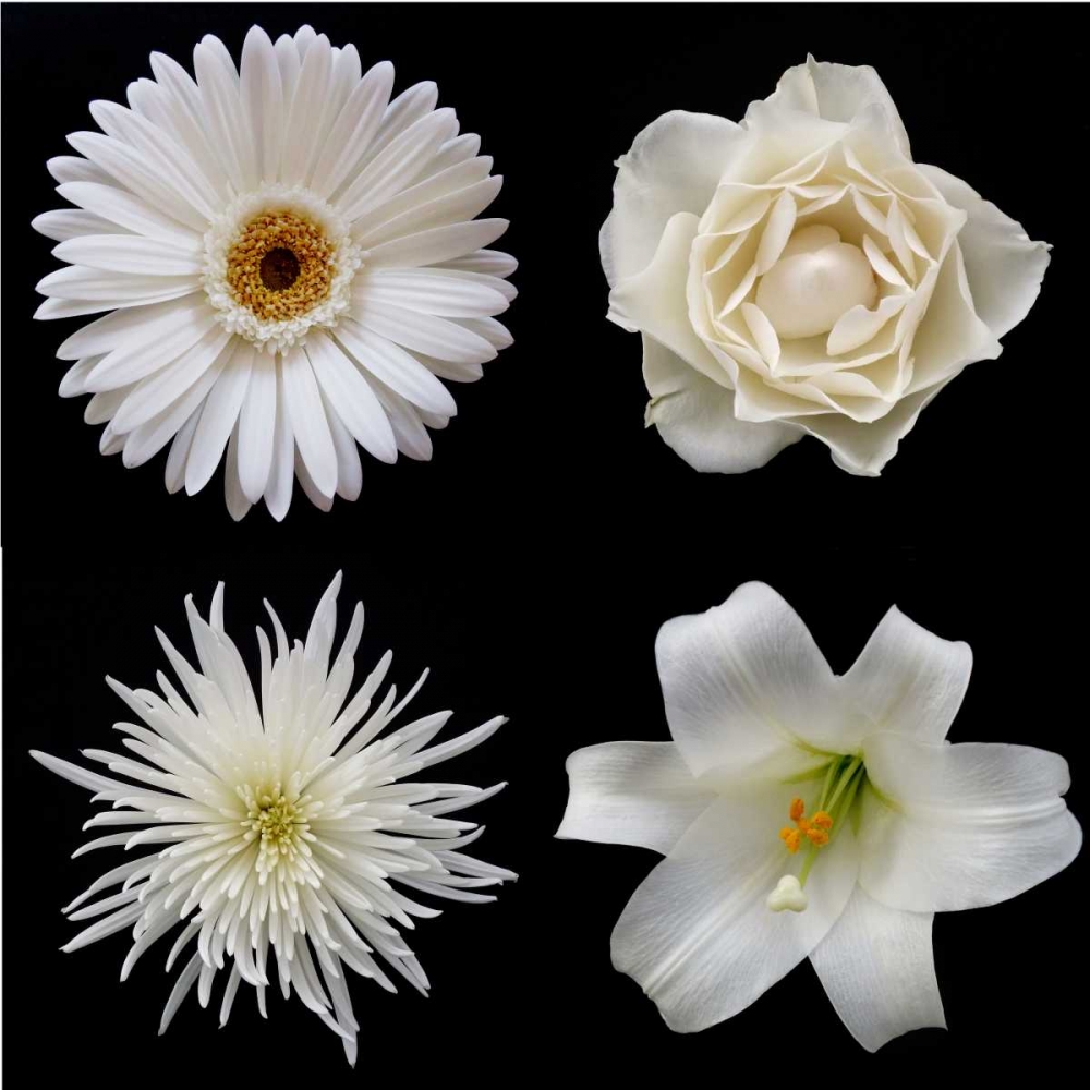 Flower Group 2 art print by Jim Christensen for $57.95 CAD