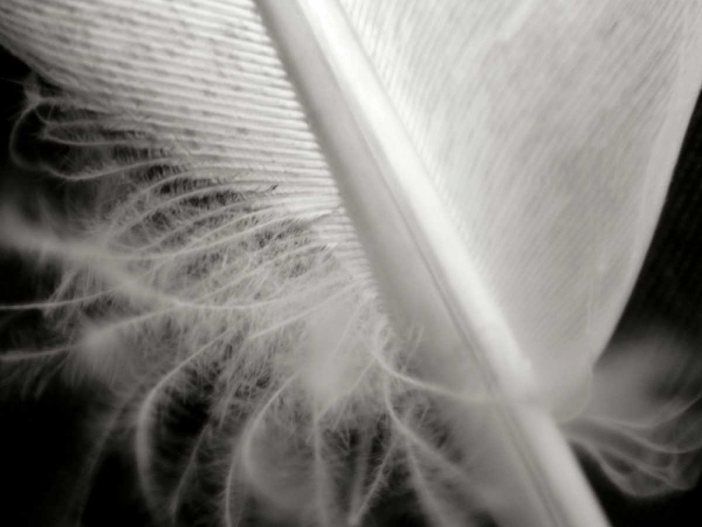 Feather I art print by Jim Christensen for $57.95 CAD