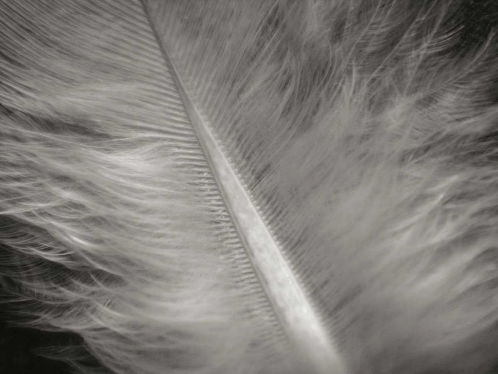 Feather II art print by Jim Christensen for $57.95 CAD