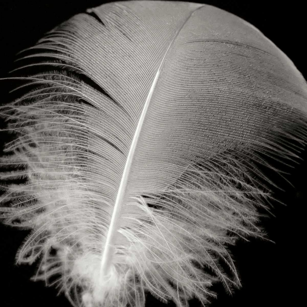 Feather III art print by Jim Christensen for $57.95 CAD