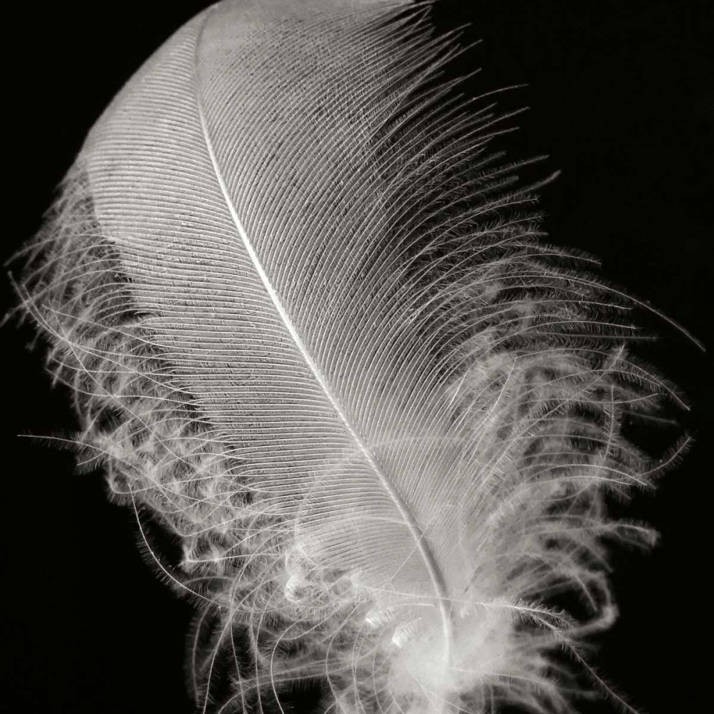Feather IV art print by Jim Christensen for $57.95 CAD