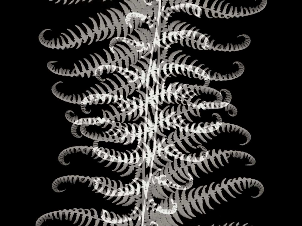 Ferns I art print by Jim Christensen for $57.95 CAD