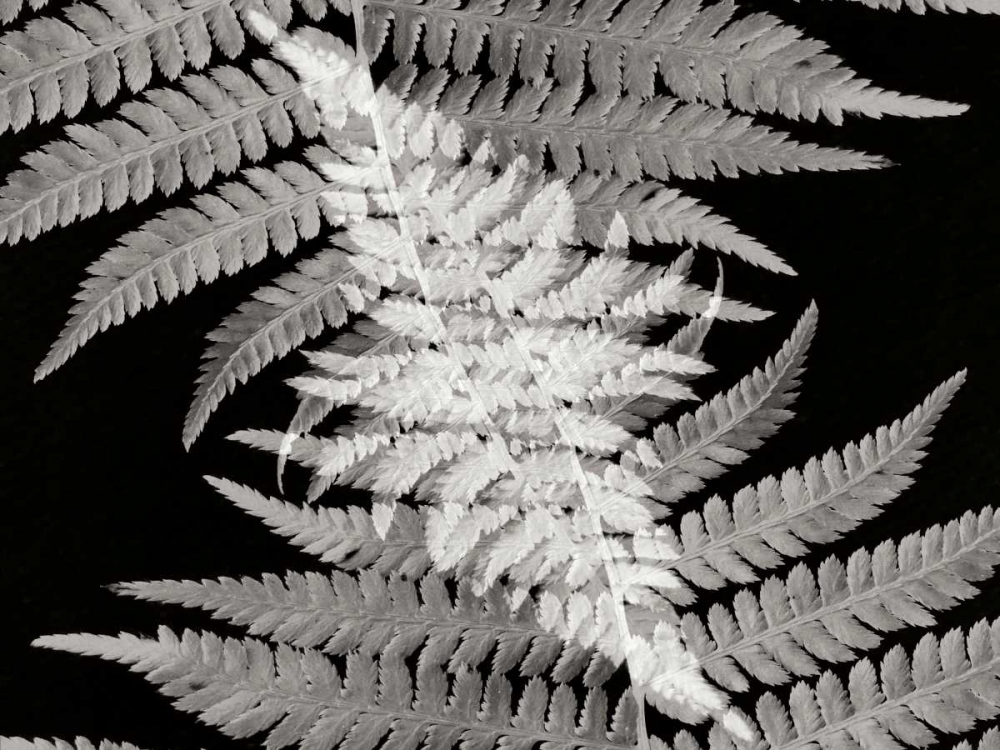 Ferns II art print by Jim Christensen for $57.95 CAD