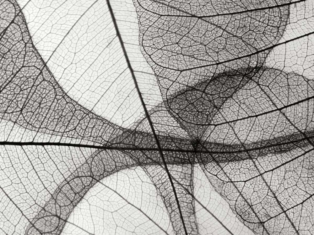 Leaf Designs I BW art print by Jim Christensen for $57.95 CAD