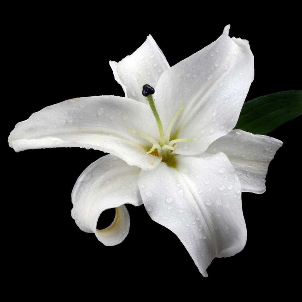 Lily on Black I art print by Jim Christensen for $57.95 CAD