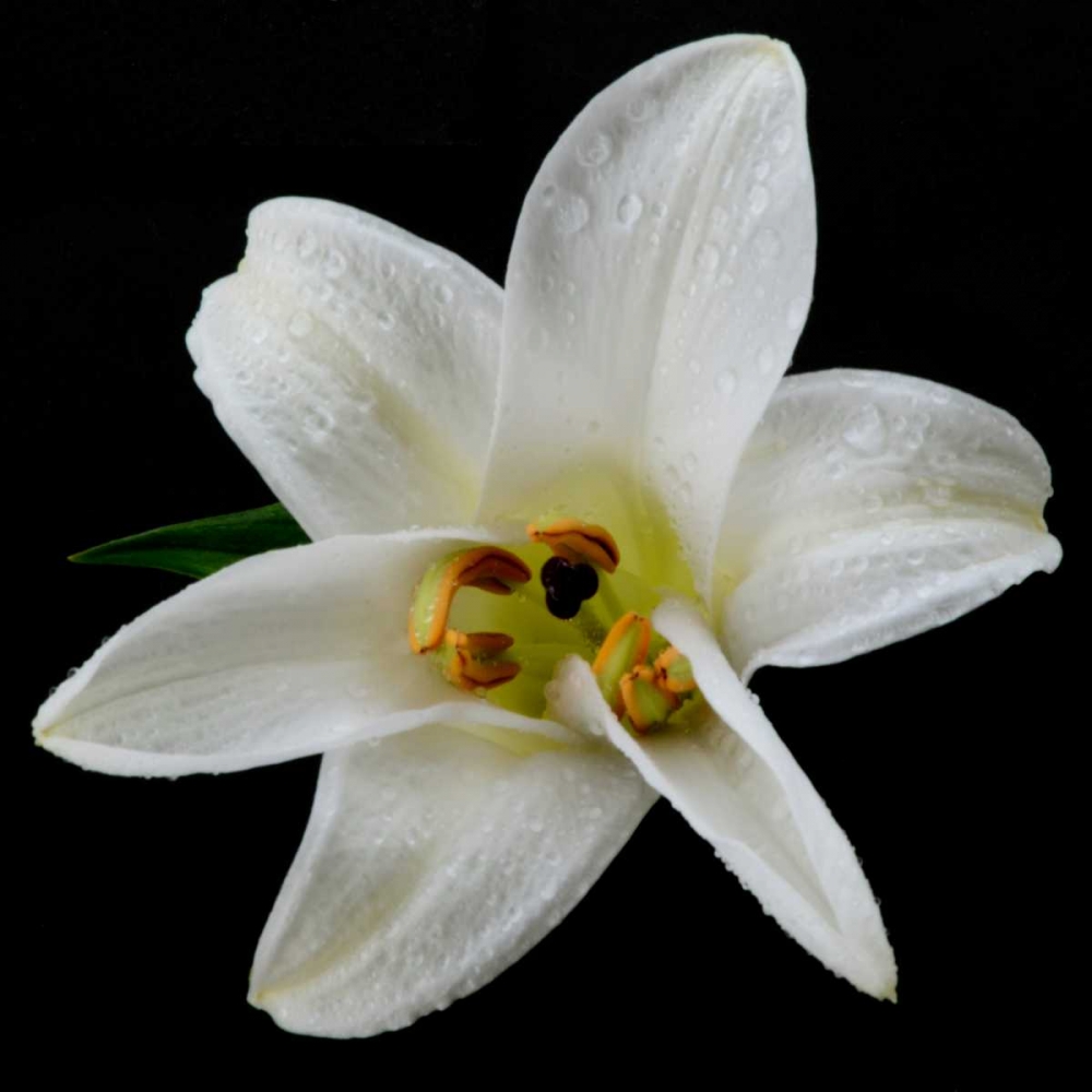Lily on Black II art print by Jim Christensen for $57.95 CAD