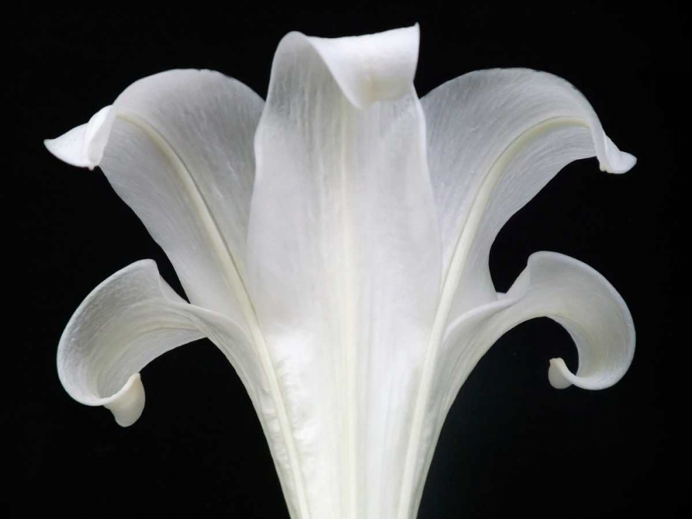 Lily on Black III art print by Jim Christensen for $57.95 CAD