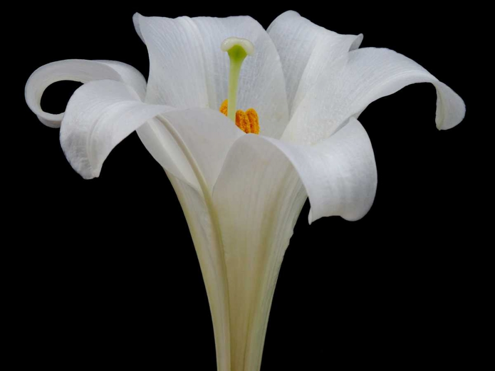 Lily on Black IV art print by Jim Christensen for $57.95 CAD