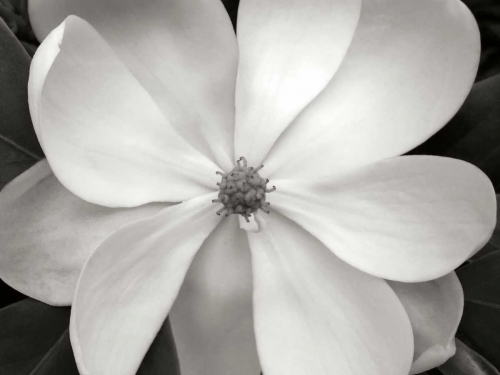 Magnolia I art print by Jim Christensen for $57.95 CAD