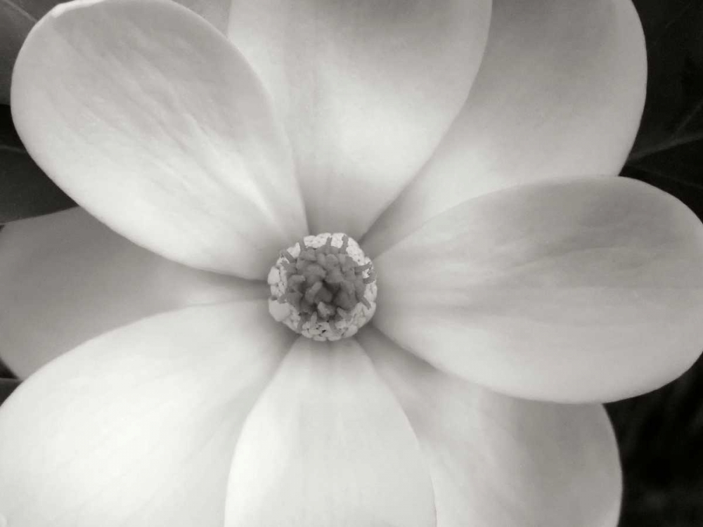 Magnolia II art print by Jim Christensen for $57.95 CAD