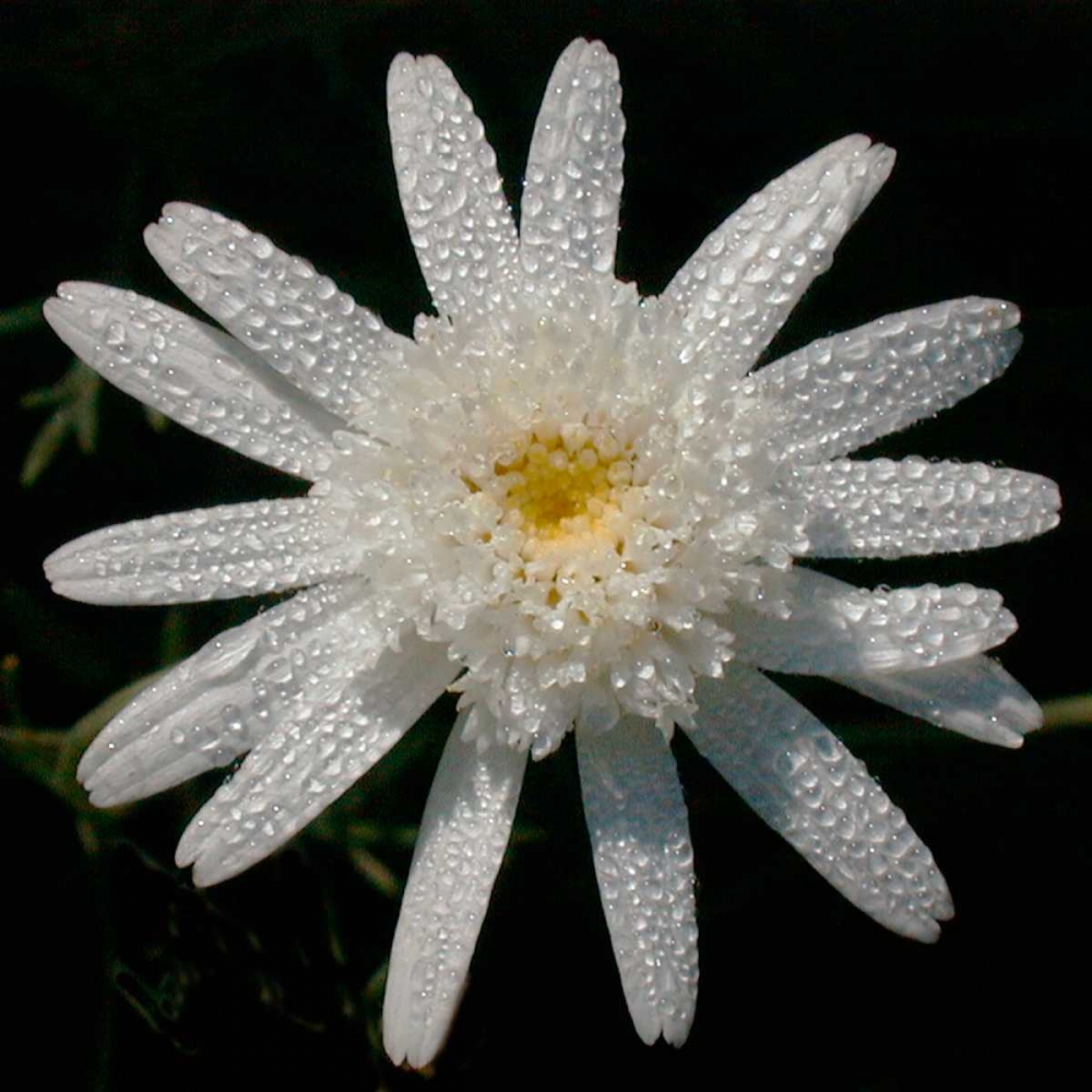 Flower on Black I art print by Jim Christensen for $57.95 CAD