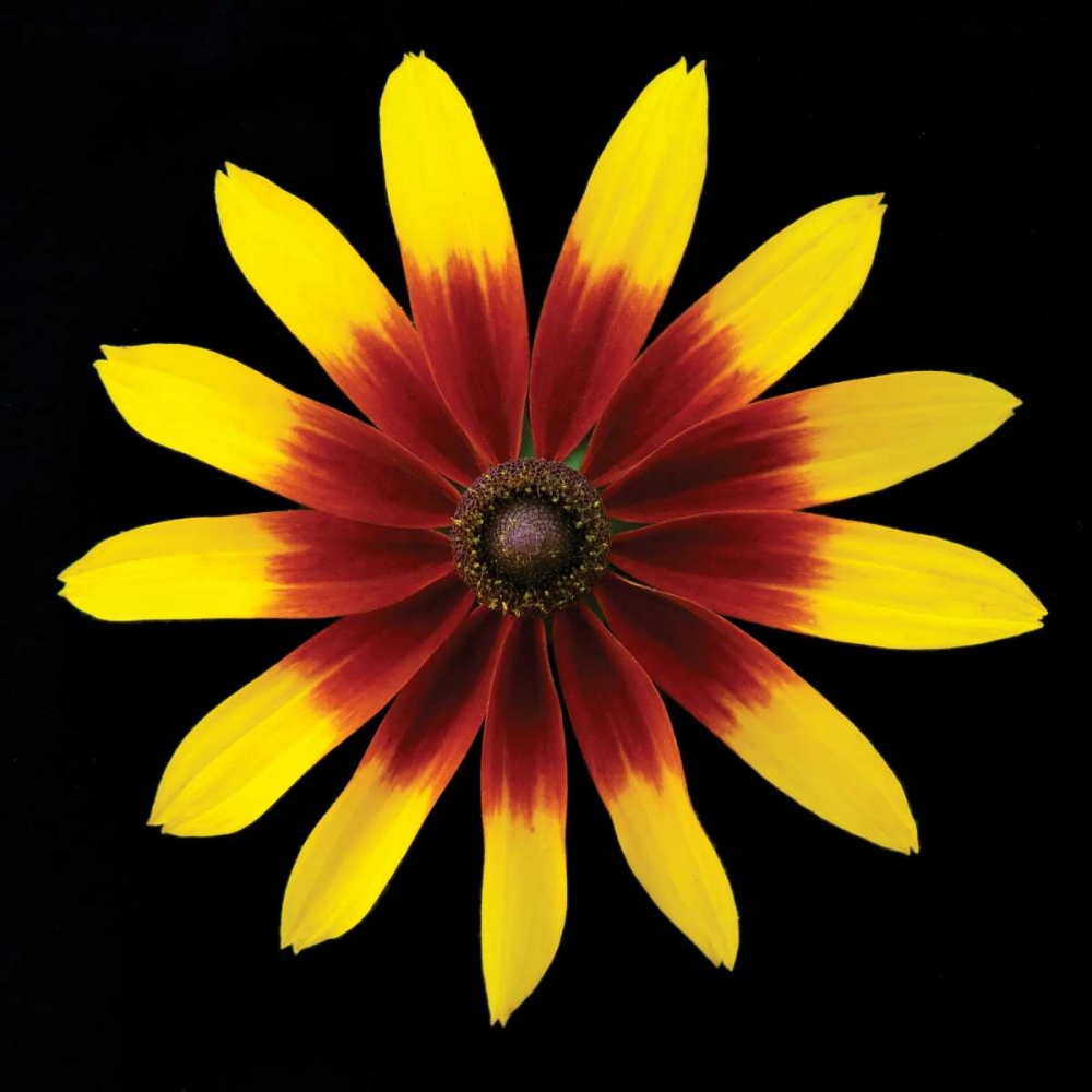 Flower on Black II art print by Jim Christensen for $57.95 CAD