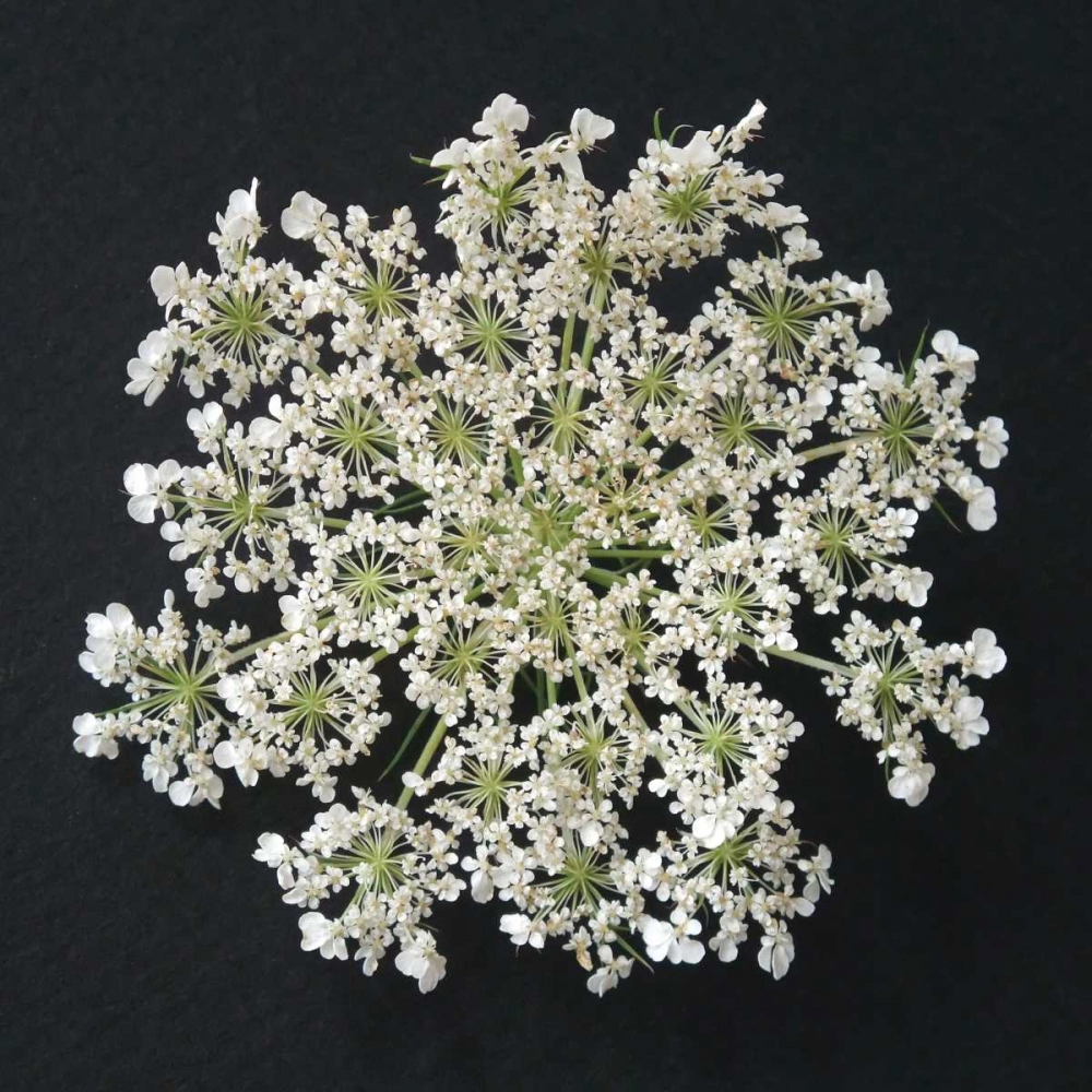 Queen Annes Lace I art print by Jim Christensen for $57.95 CAD