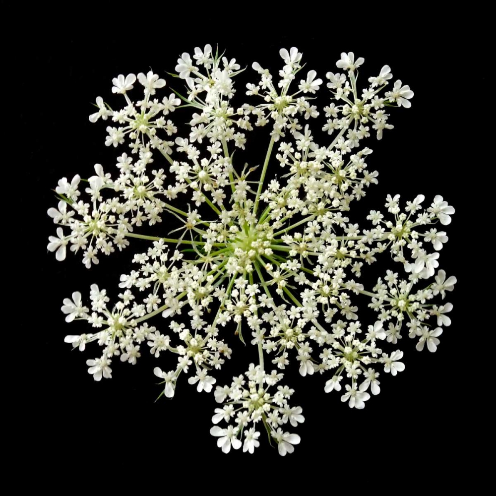 Queen Annes Lace II art print by Jim Christensen for $57.95 CAD
