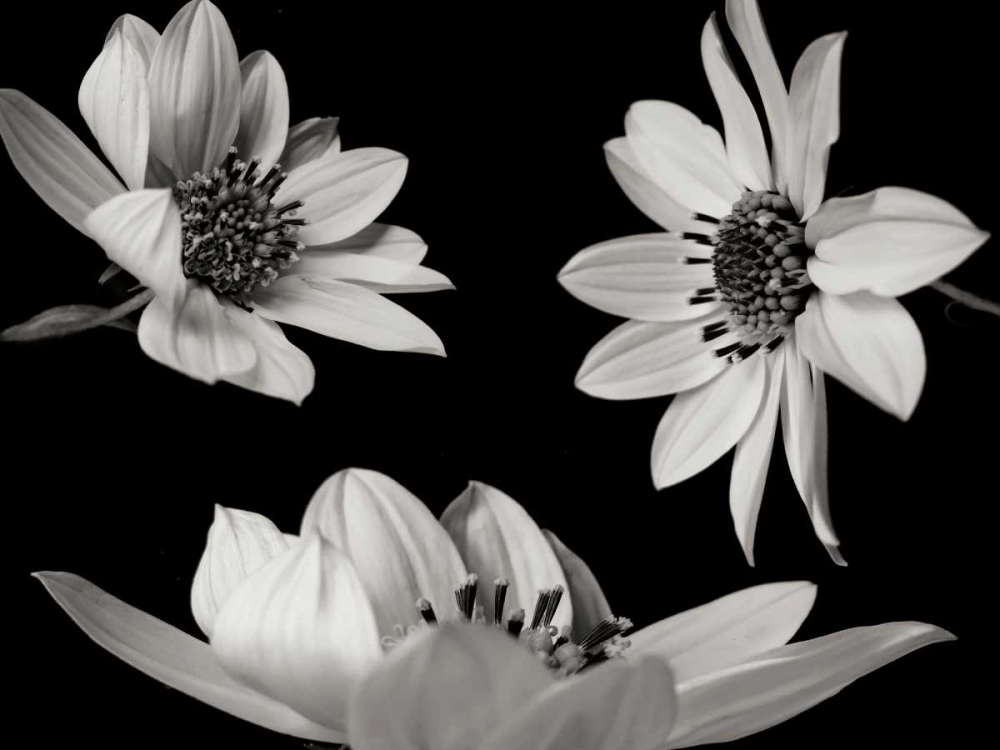 Trio I art print by Jim Christensen for $57.95 CAD