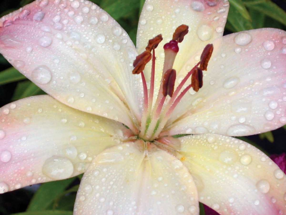 Flower After Rain I art print by Jim Christensen for $57.95 CAD