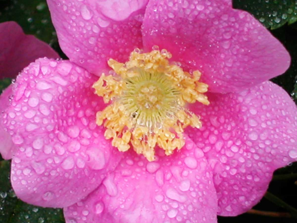 Flower After Rain II art print by Jim Christensen for $57.95 CAD