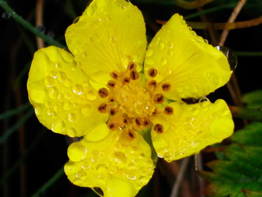 Flower After Rain III art print by Jim Christensen for $57.95 CAD