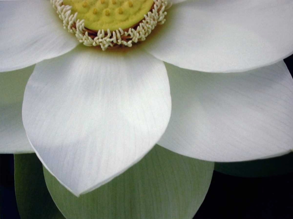 Macro Lotus art print by Jim Christensen for $57.95 CAD