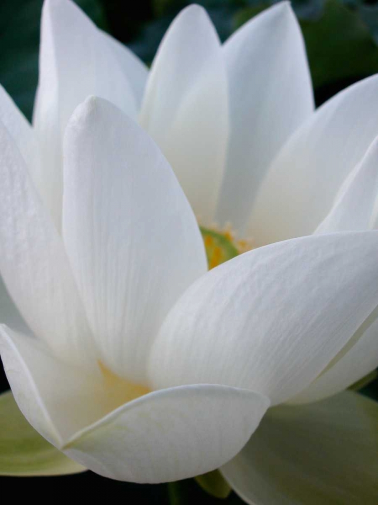 Lotus art print by Jim Christensen for $57.95 CAD