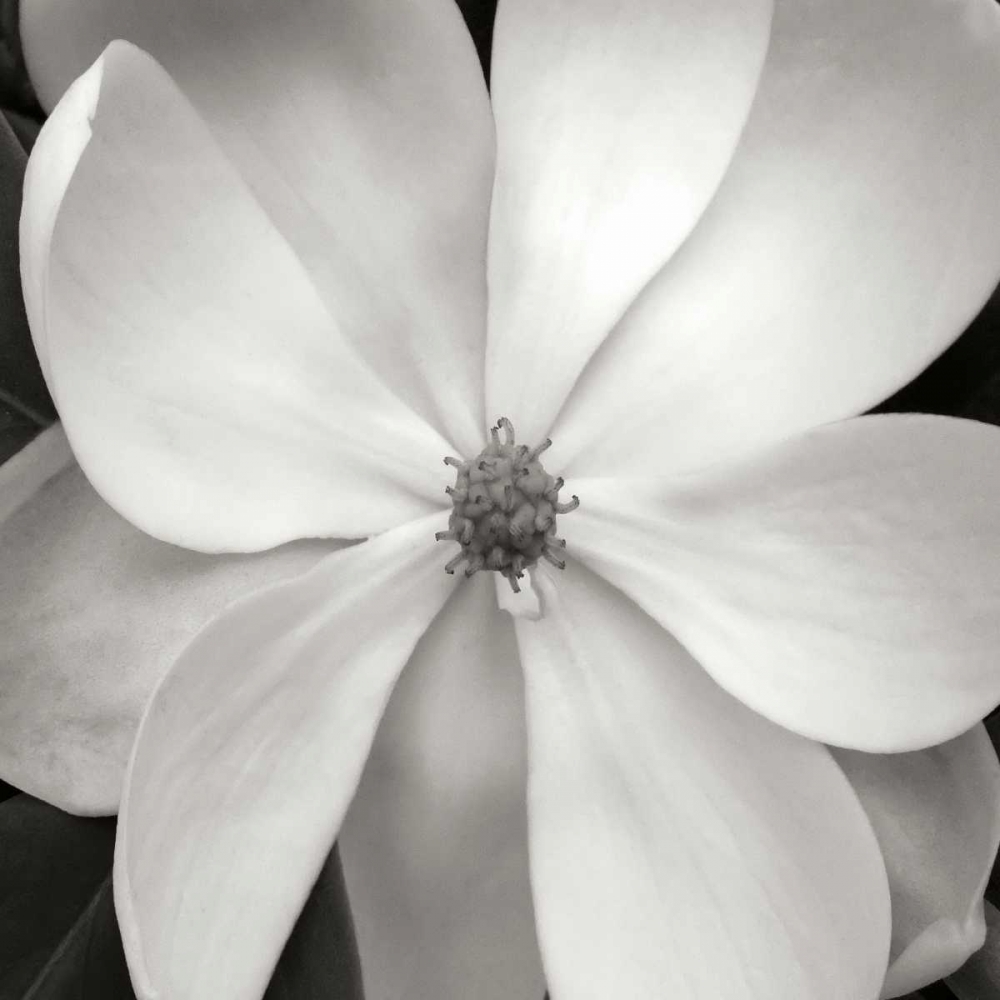 Magnolia III art print by Jim Christensen for $57.95 CAD