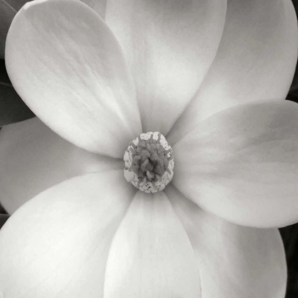 Magnolia IV art print by Jim Christensen for $57.95 CAD