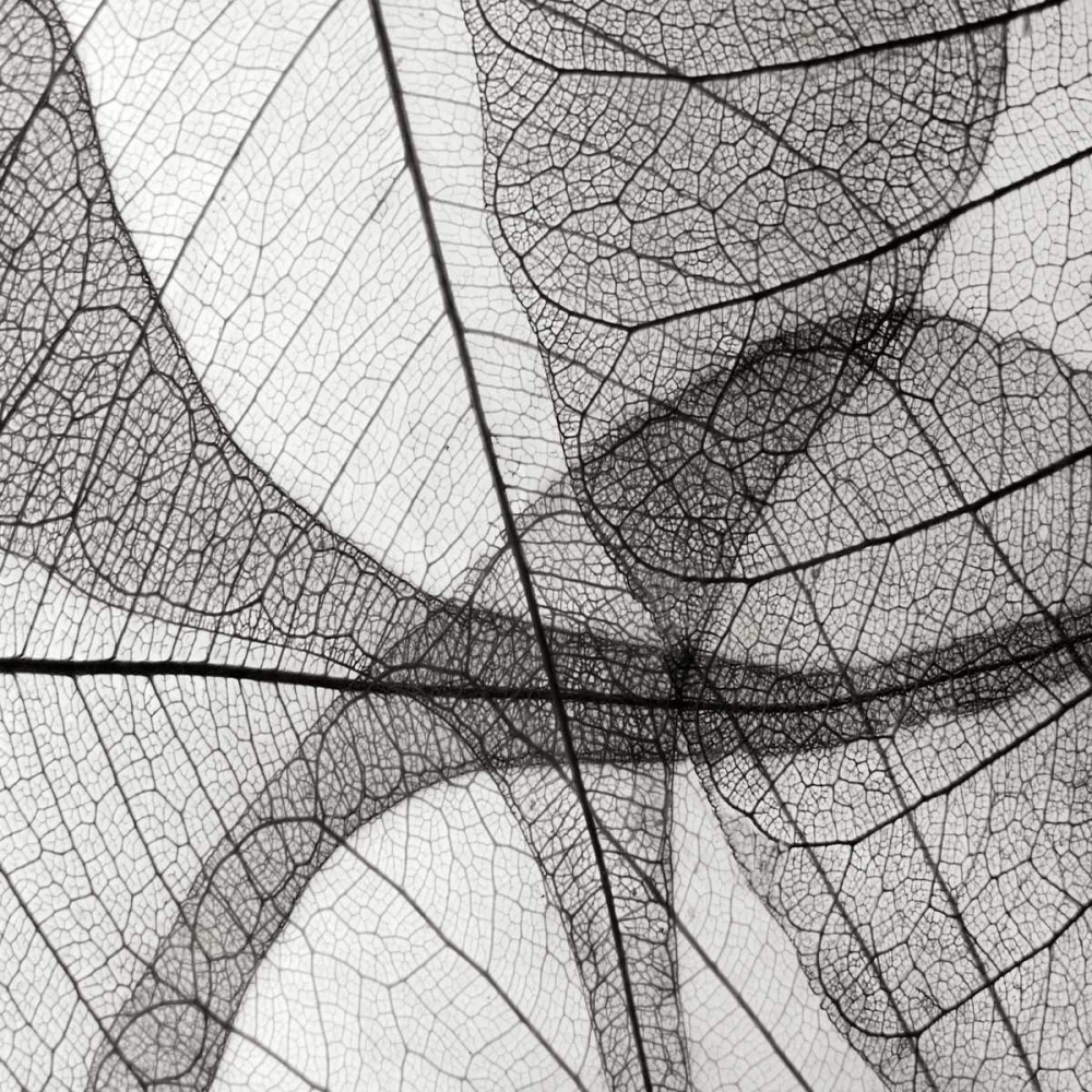 Leaf Designs III BW art print by Jim Christensen for $57.95 CAD