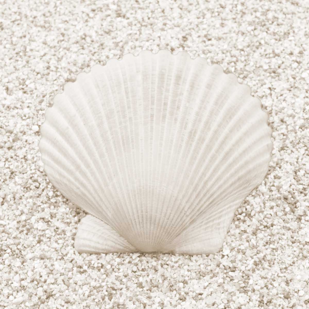 In the Sand VI art print by Jim Christensen for $57.95 CAD