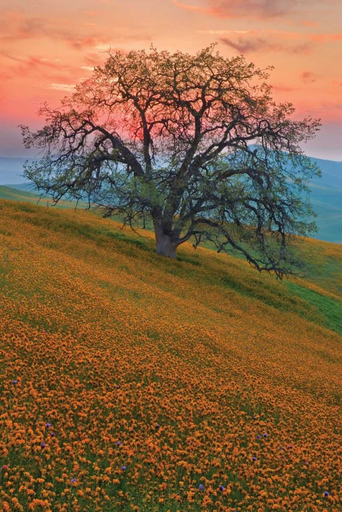 Rancheria art print by Mark Geistweite for $57.95 CAD