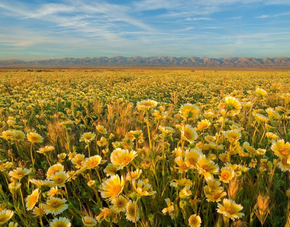 Carrizo I art print by Mark Geistweite for $57.95 CAD