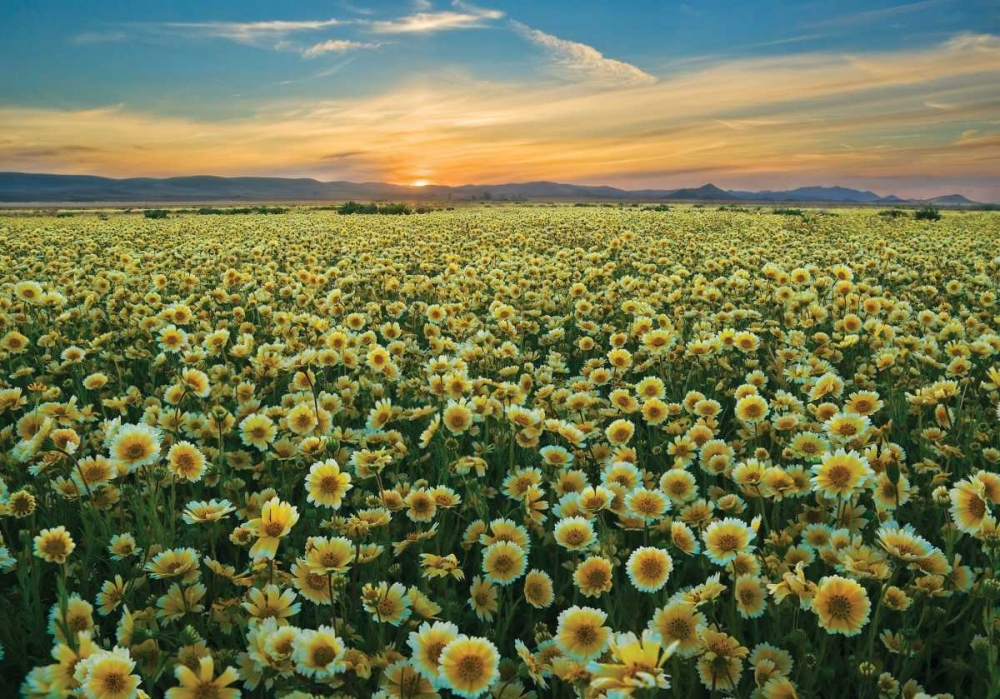 Carrizo II art print by Mark Geistweite for $57.95 CAD