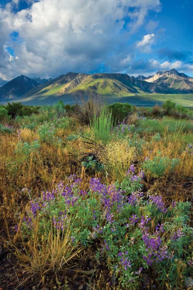 Eastern Sierra III art print by Mark Geistweite for $57.95 CAD