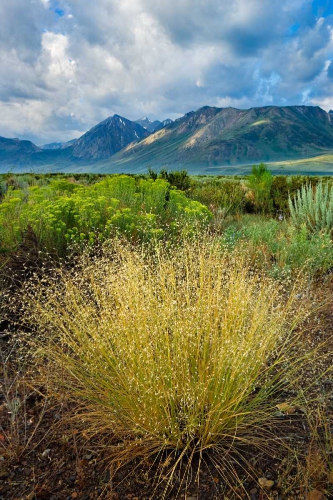 Eastern Sierra IV art print by Mark Geistweite for $57.95 CAD