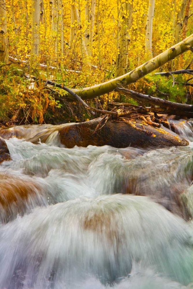 Autumn Brook art print by Mark Geistweite for $57.95 CAD