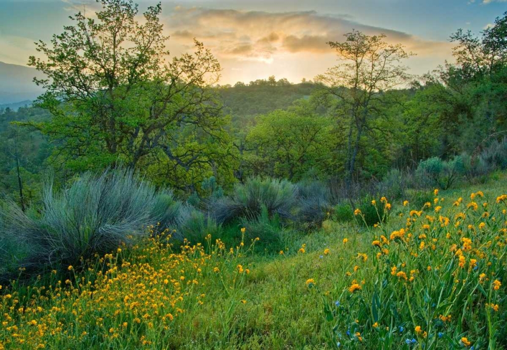 Caliente Spring I art print by Mark Geistweite for $57.95 CAD