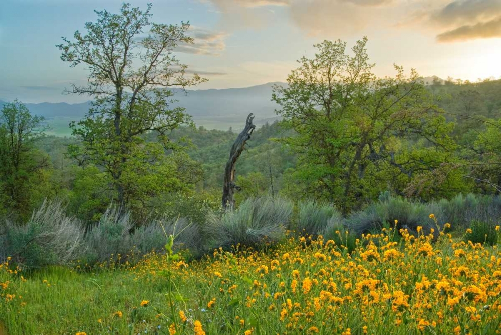 Caliente Spring II art print by Mark Geistweite for $57.95 CAD