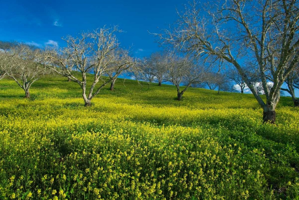 Mustard Factory I art print by Mark Geistweite for $57.95 CAD