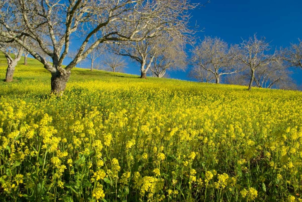Mustard Factory II art print by Mark Geistweite for $57.95 CAD