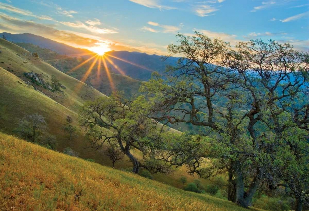 Spring Sunburst I art print by Mark Geistweite for $57.95 CAD