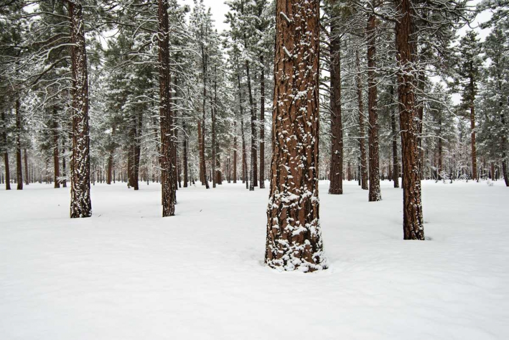 Ponderosa Forest art print by Stan Hellmann for $57.95 CAD