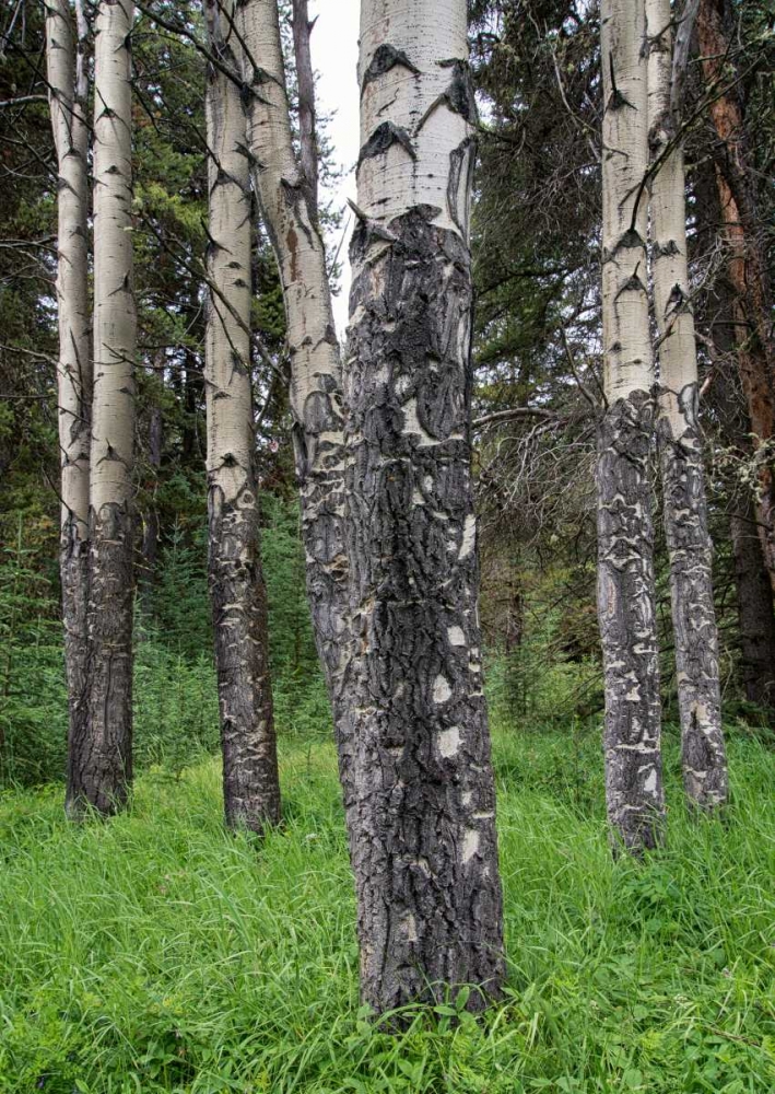Birch Stand art print by Stan Hellmann for $57.95 CAD
