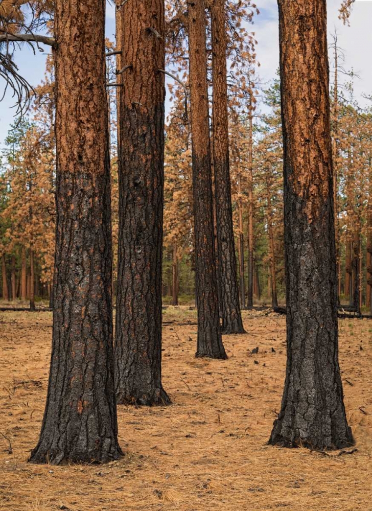 Ponderosa Forest after Fire art print by Stan Hellmann for $57.95 CAD