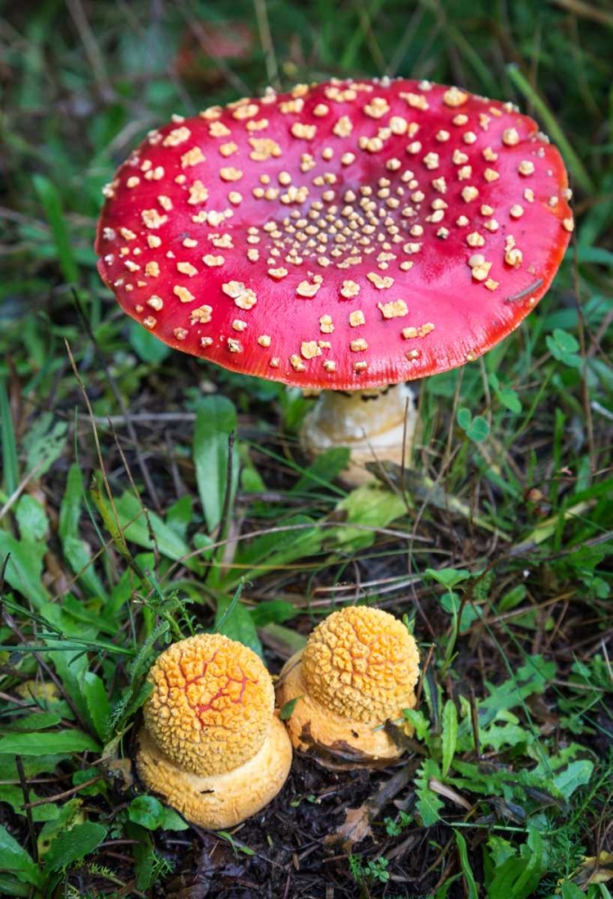 Amanita Muscaria art print by Stan Hellmann for $57.95 CAD
