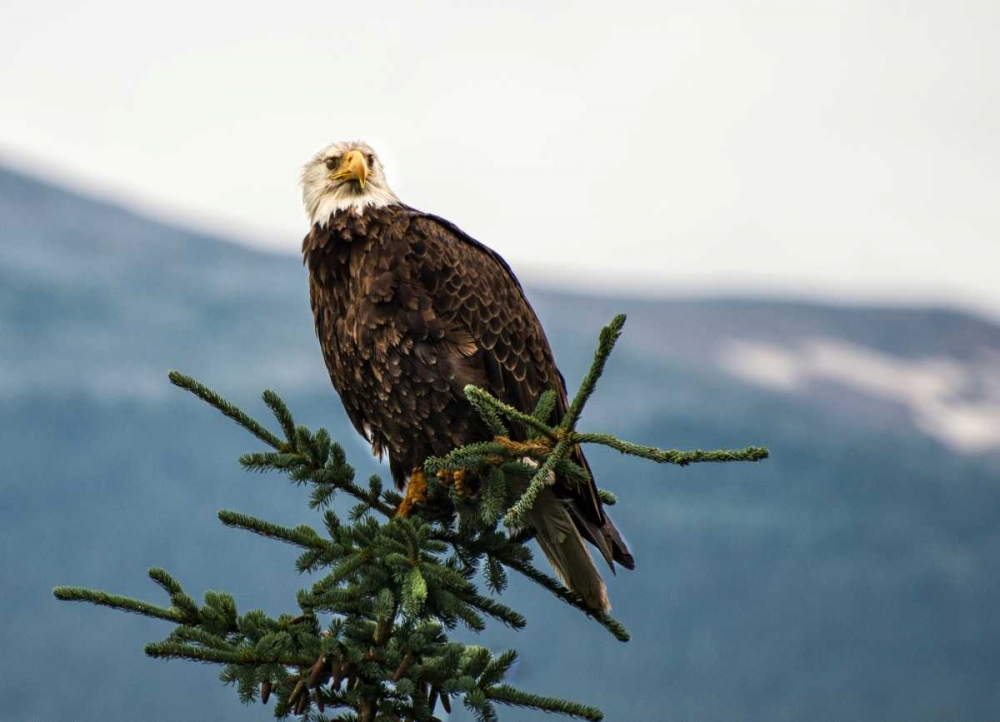 Bald Eagle I art print by Stan Hellmann for $57.95 CAD