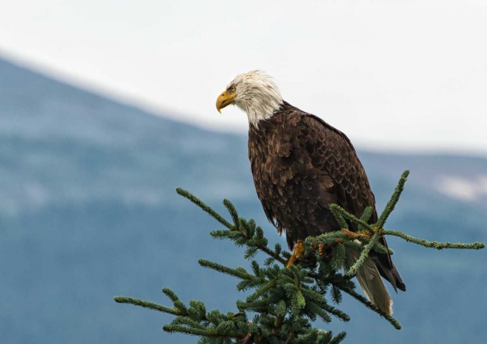 Bald Eagle II art print by Stan Hellmann for $57.95 CAD