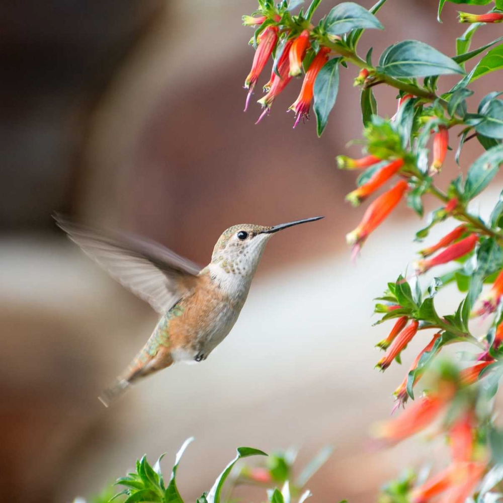 Hummingbird art print by Stan Hellmann for $57.95 CAD