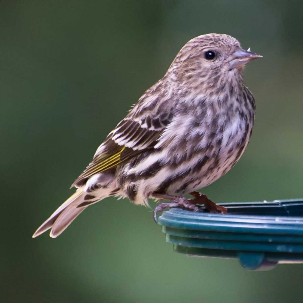 Pine Siskin art print by Stan Hellmann for $57.95 CAD